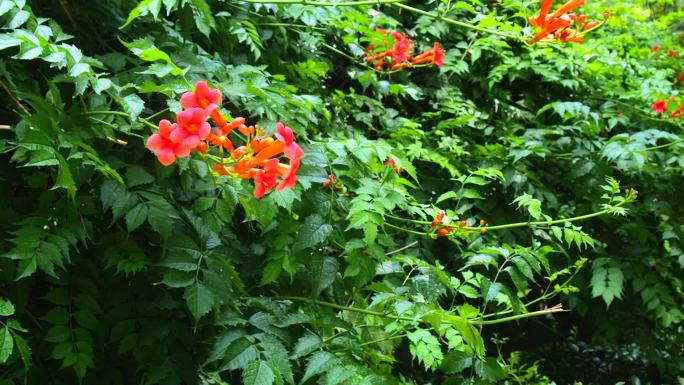 夏日户外绿植花卉景观