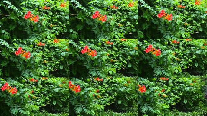 夏日户外绿植花卉景观