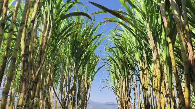 风吹阳光下的甘蔗田风吹蓝天甘蔗扔摆特写