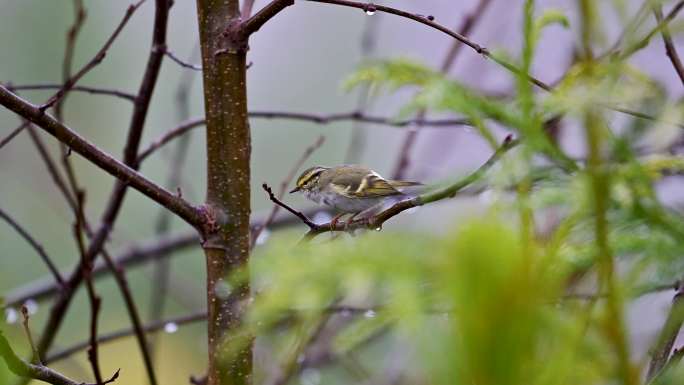 黄腰柳莺雨中枝头小鸟梳理羽毛
