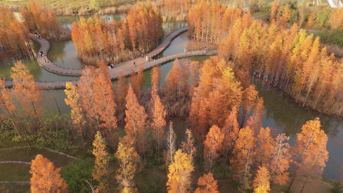 秋日湿地公园红杉林航拍