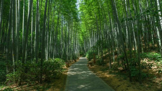 南山竹海风景区青山绿水