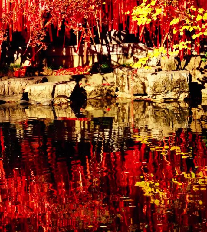 红叶映水秋景如画