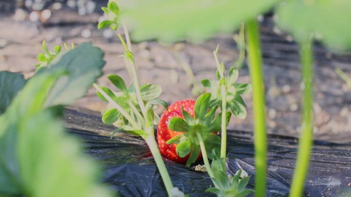 新鲜草莓采摘园实拍