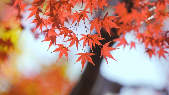 秋日红枫唯美景色唯美枫树叶立秋唯美