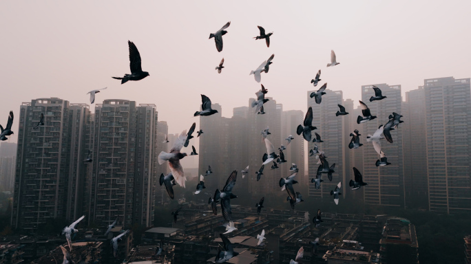 城市鸽子飞翔航拍 4K
