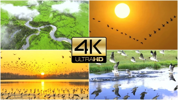 湿地湖泊飞鸟水鸟候鸟鸟群自然生态唯美景观