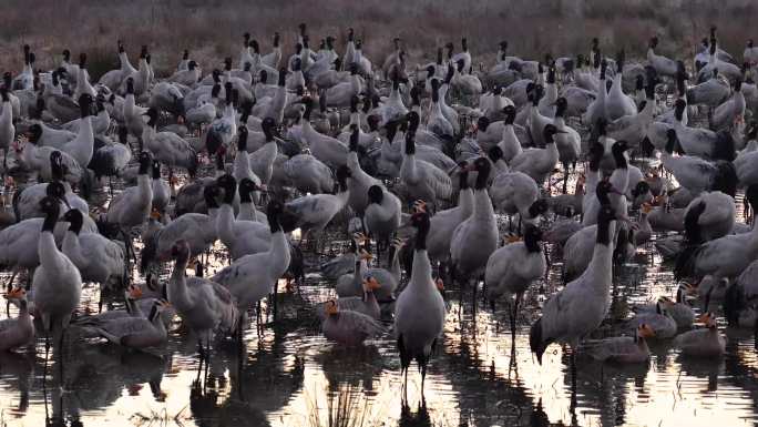 贵州毕节威宁草海朝霞黎明黑颈鹤