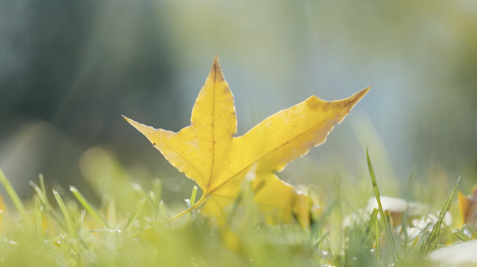 秋天立秋银杏枫叶落叶