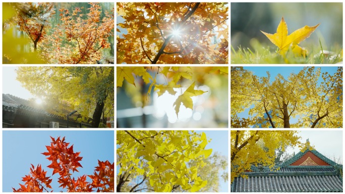 秋天立秋银杏枫叶落叶