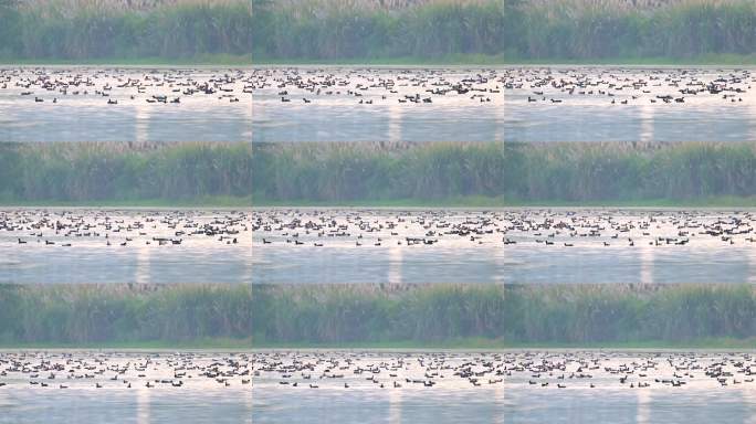 群鸟湖面栖息景观