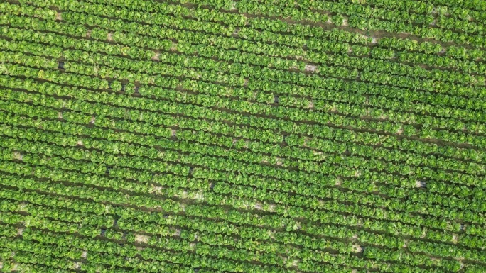 胶州大白菜 蔬菜 农田 航拍 绿色 种植