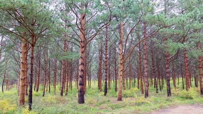 林木种子园森林基因宝库万亩种子园松树林