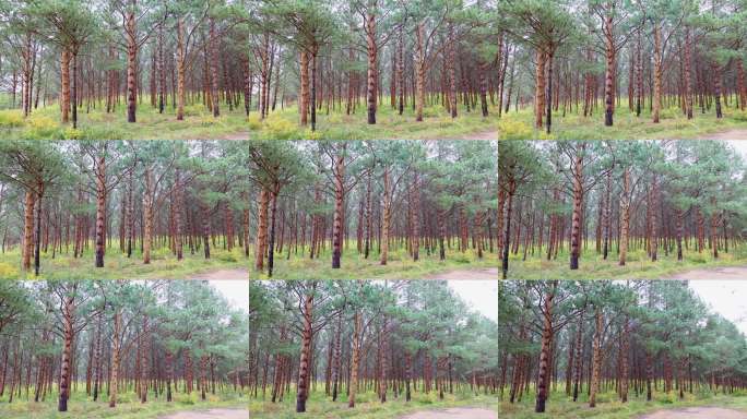林木种子园森林基因宝库万亩种子园松树林