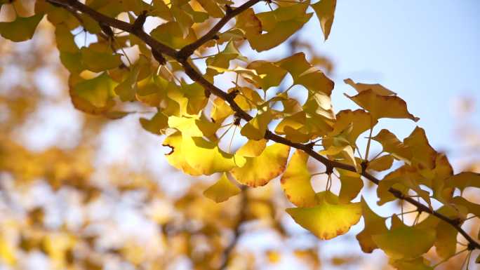 金秋银杏叶阳光下摇曳街道旁的金色银杏树