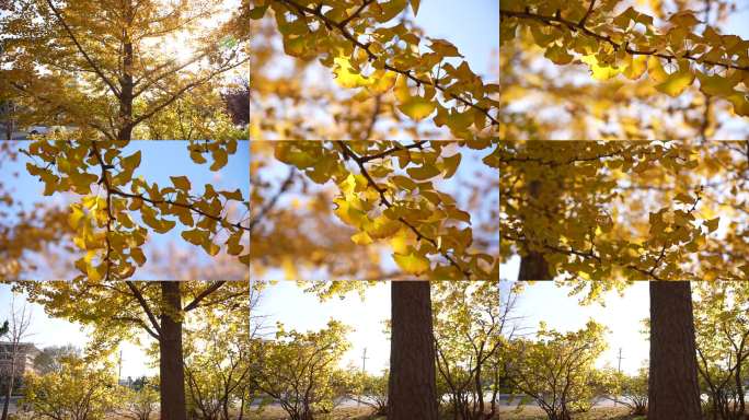 金秋银杏叶阳光下摇曳街道旁的金色银杏树
