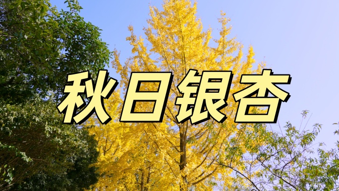 金黄银杏叶秋日风光银杏秋色秋叶立秋