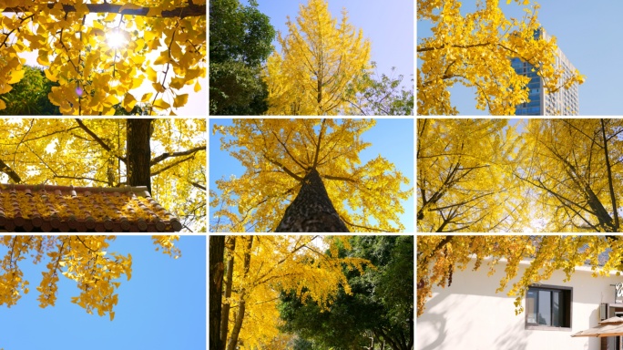 金黄银杏叶秋日风光银杏秋色秋叶立秋