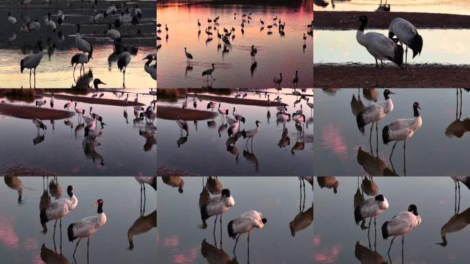 贵州毕节威宁草海朝霞黎明黑颈鹤