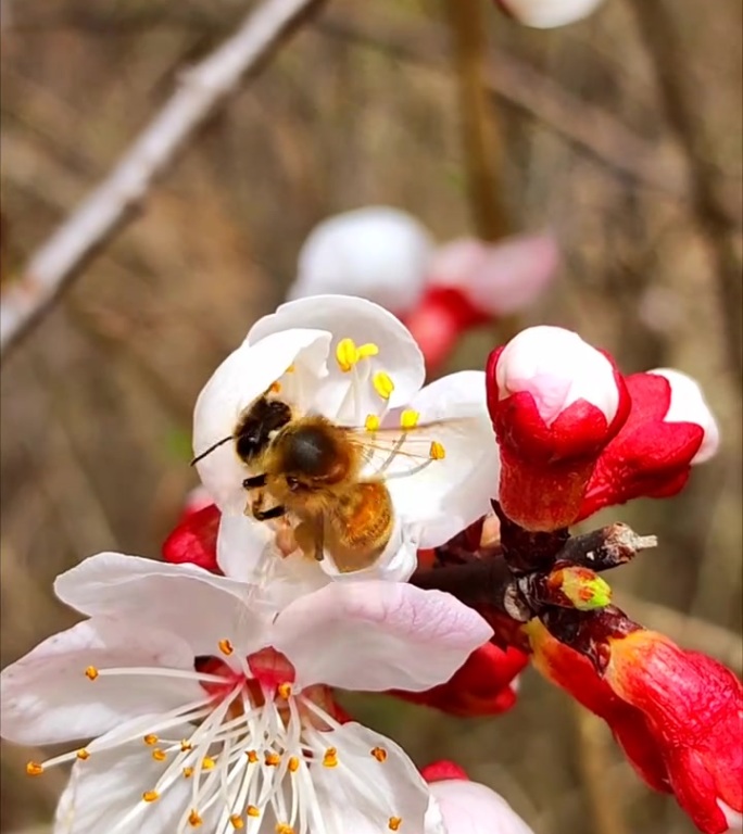 蜜蜂采蜜特写镜头