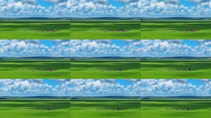 呼伦贝尔草原牛群风光航拍