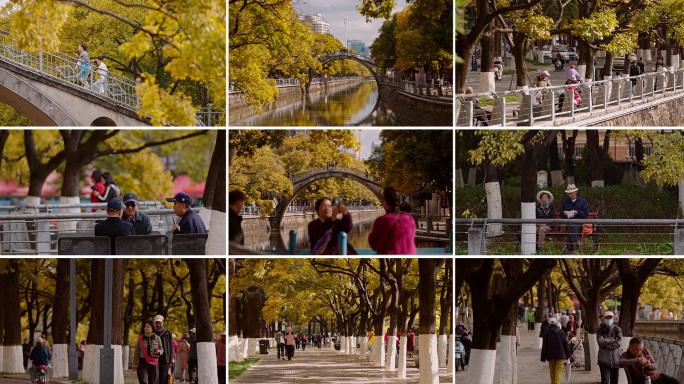 秋景 城市秋景 城市风光 昆明秋景 黄叶