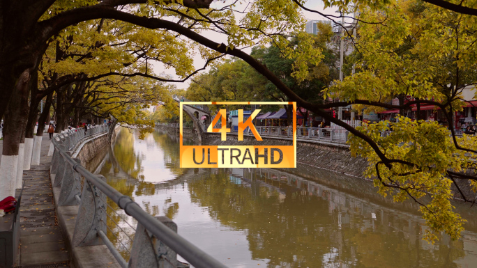 秋景 城市秋景 城市风光 昆明秋景 黄叶