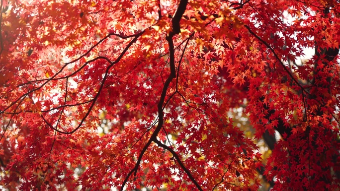 秋天红枫枫叶满枝头的金秋美景