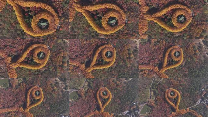 2航拍中国江苏南京钟山风景名胜区层林尽染