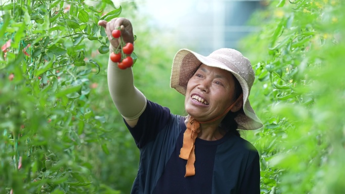 大棚丰收小番茄特写农民笑 4k
