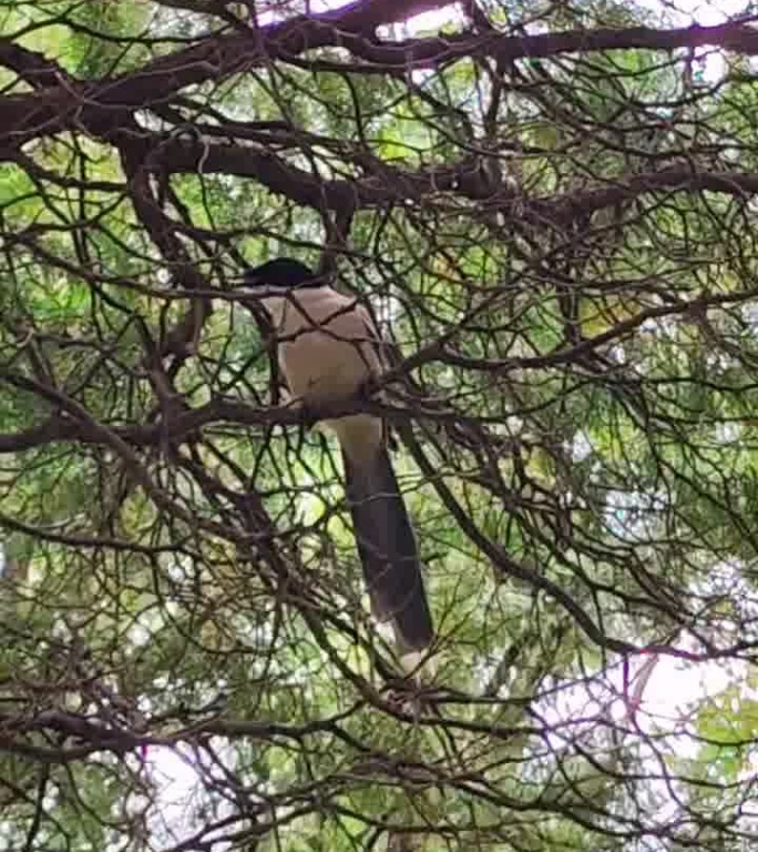 绿树间的喜鹊身影