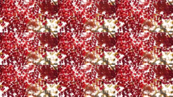 阳光穿透红色枫叶，红叶飘飘秋日美景