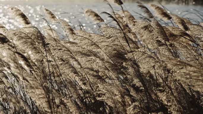 风中摇曳的芦苇荡