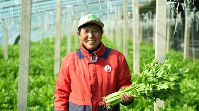 大棚芹菜种植基地蔬菜菜农丰收喜悦收割芹菜