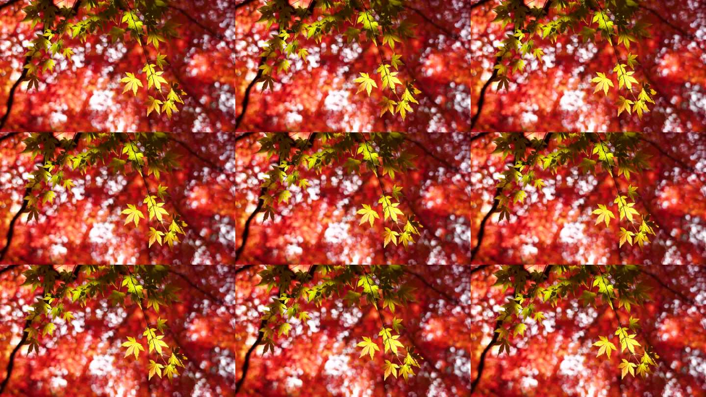 秋天阳光下的枫叶特写