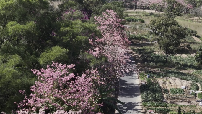 林间花径春日航拍美景