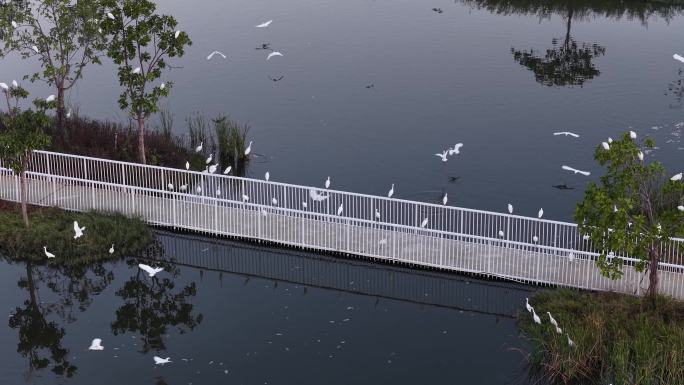 北海冯家江湿地公园白鹭群飞生态家园