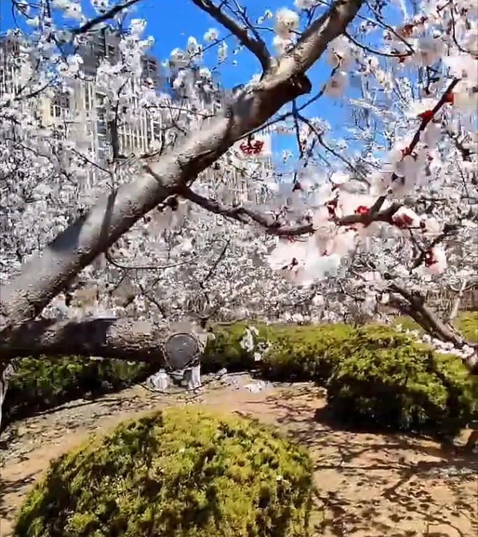 春日盛开的白色花树