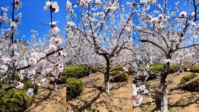 春日盛开的白色花树