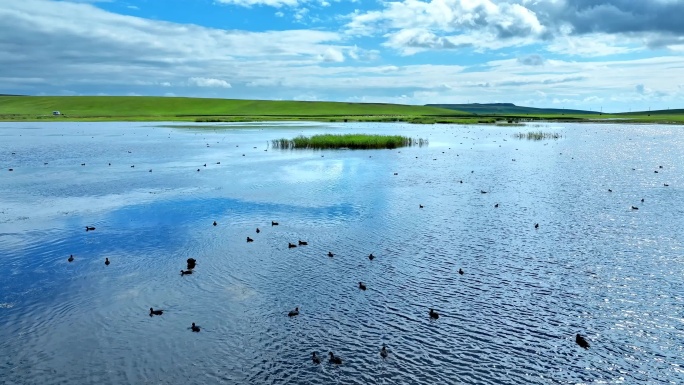 湿地生态水鸟栖息