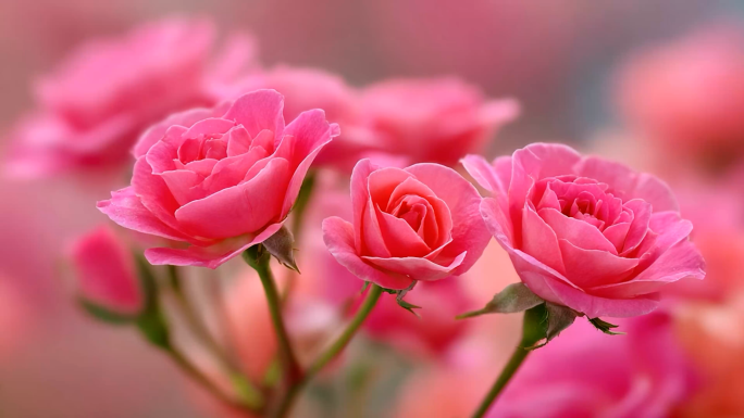 玫瑰 粉色 花海 绽放 特写 唯美 花朵