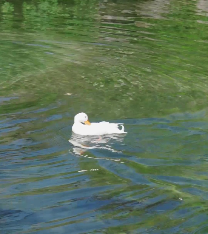 水面鸭子嬉戏场景