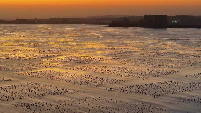 航拍福建沿海夕阳下海产养殖基地自然风光