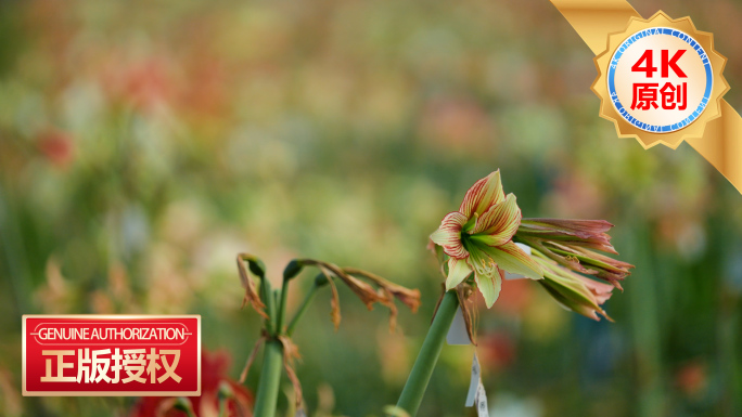 多肉花卉花卉大棚生态园艺观赏植物生态园