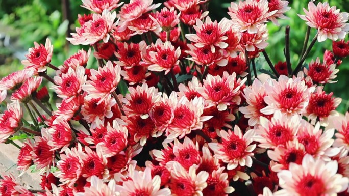 温室菊花 雏菊种植基地实拍