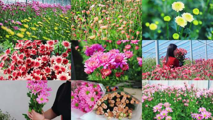 温室菊花 雏菊种植基地实拍