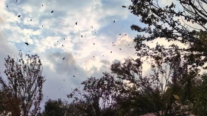 秋天树叶飘落升格素材