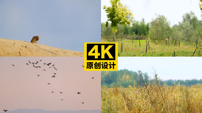 田野飞鸟群飞自然风景
