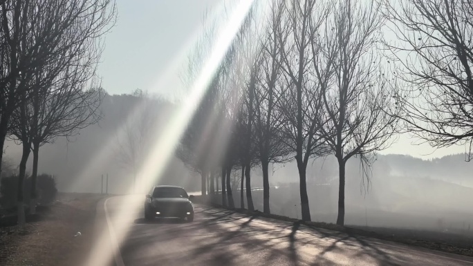 清晨阳光林间公路汽车驶过