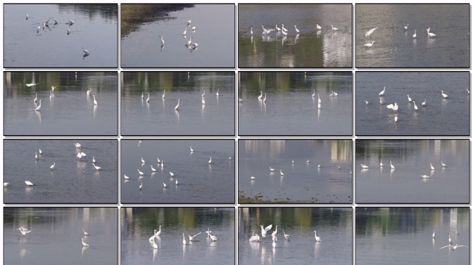 城市河畔白鹭栖息实拍